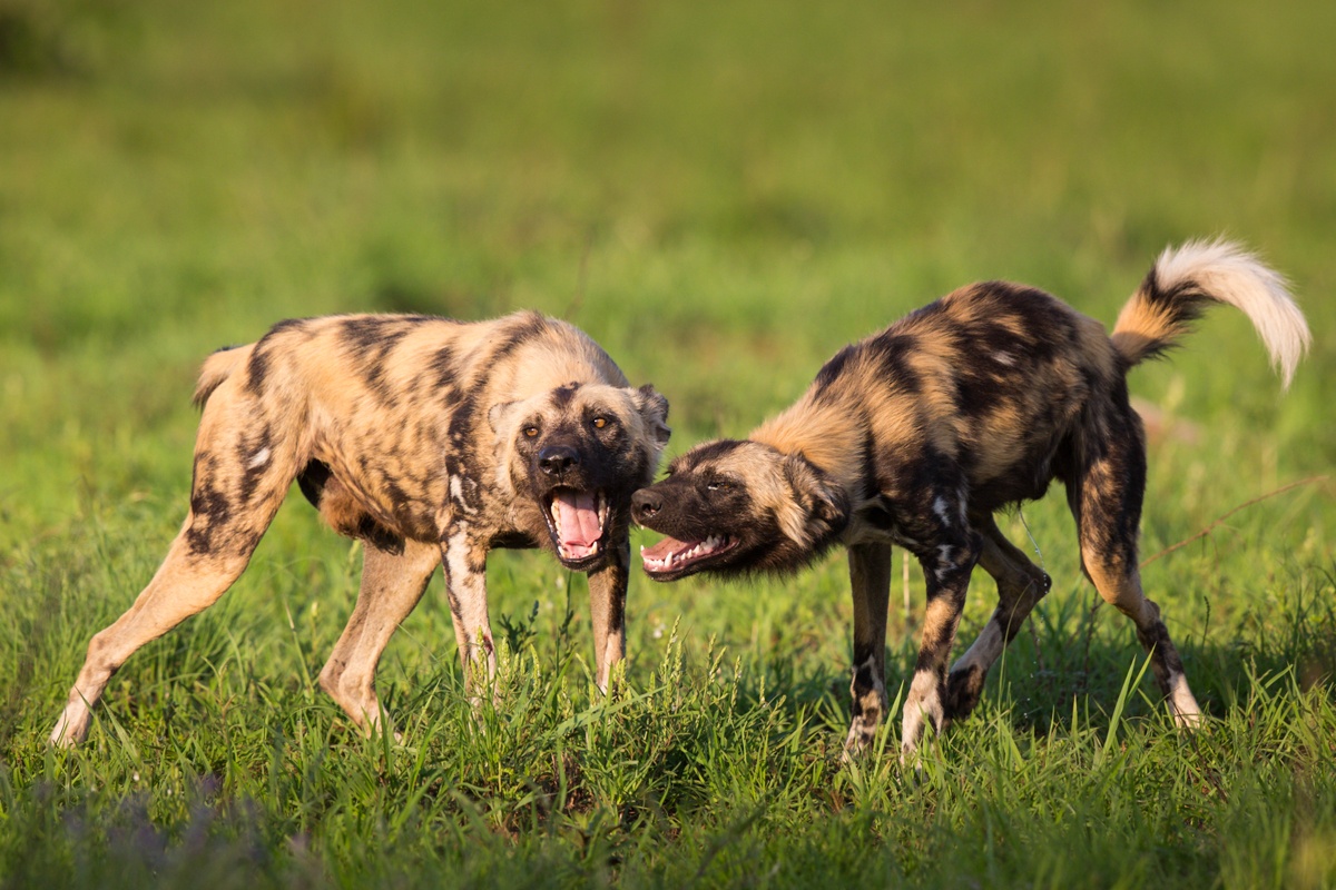 Witness the captivating interaction of two African wild dogs in their natural habitat, offering a glimpse into their fascinating social dynamics. Witness the captivating interaction of two African wild dogs in their natural habitat, offering a glimpse into their fascinating social dynamics.