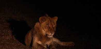 Sabi Sabi Ruan Mey Banner Sabi Sabi Ruan Mey Banner