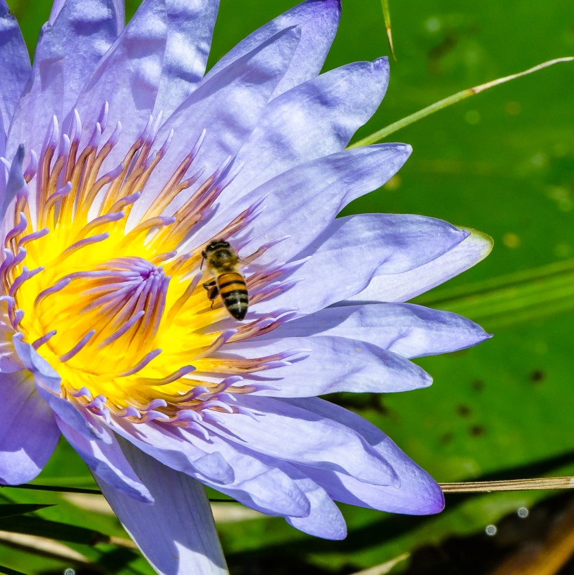 Observe the mesmerizing beauty of nature as a bee meticulously collects pollen from the delicate petals of a water lily flower. Observe the mesmerizing beauty of nature as a bee meticulously collects pollen from the delicate petals of a water lily flower.