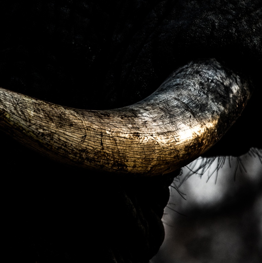 Immerse yourself in the majestic presence of an elephant as you admire a close-up image that reveals the intricate details of its magnificent tusk. Immerse yourself in the majestic presence of an elephant as you admire a close-up image that reveals the intricate details of its magnificent tusk.