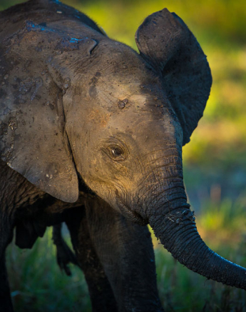 Lance Elephants 1 Lance Elephants 1