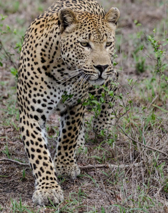 03Mike L Max Stalk 3 03Mike L Max Stalk 3