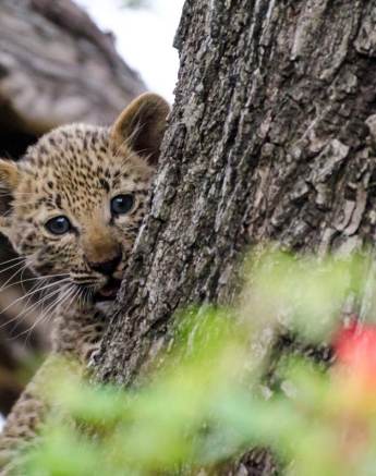 02Mike L LBC Cub 02Mike L LBC Cub