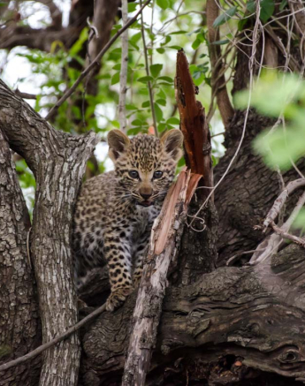 01Mike L LBC Cub 2 01Mike L LBC Cub 2