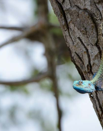 12Mike Palmer Tree Agama 061215 12Mike Palmer Tree Agama 061215