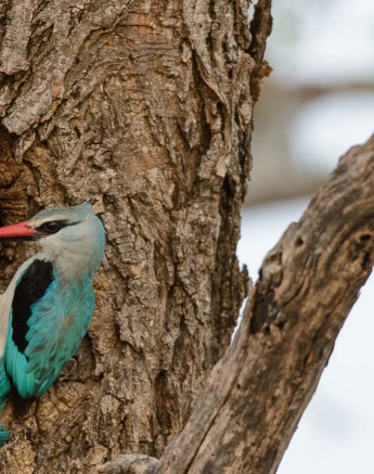 13Mike Palmer Woodland Kingfisher 061215 13Mike Palmer Woodland Kingfisher 061215