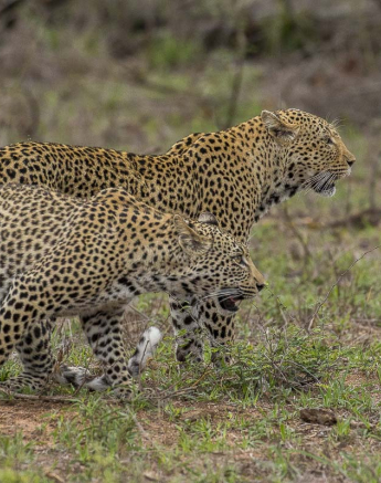 06Kyle White Dam And Male Cub 2 06Kyle White Dam And Male Cub 2