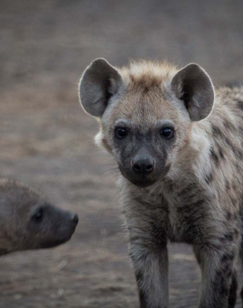 02Kosie Lategan Hyena4 1 02Kosie Lategan Hyena4 1
