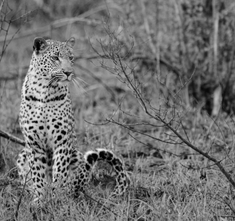 02Mike L Kagelia 02Mike L Kagelia