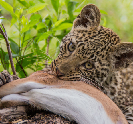 Nottins Cub 1 Charles Nottins Cub 1 Charles