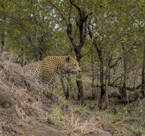 05Kyle Maxabene Termite Mound 05Kyle Maxabene Termite Mound