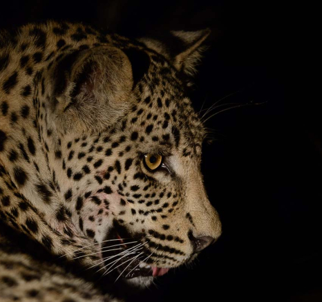 07Mike Palmer WD Cub 091215 3 07Mike Palmer WD Cub 091215 3