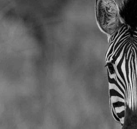 14Mike L Zebra Art 14Mike L Zebra Art