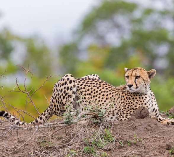 Cheetah Pravir Cheetah Pravir