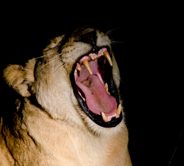 Lions At Night Lions At Night
