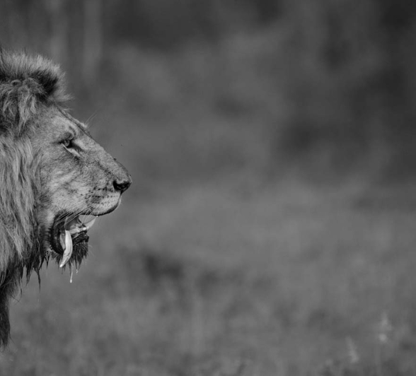 10Mike L Charlie Tooth 2 10Mike L Charlie Tooth 2