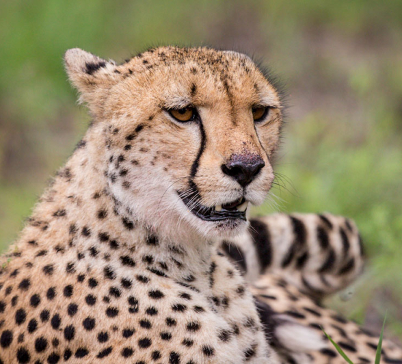 Female Cheetah Pravir Female Cheetah Pravir