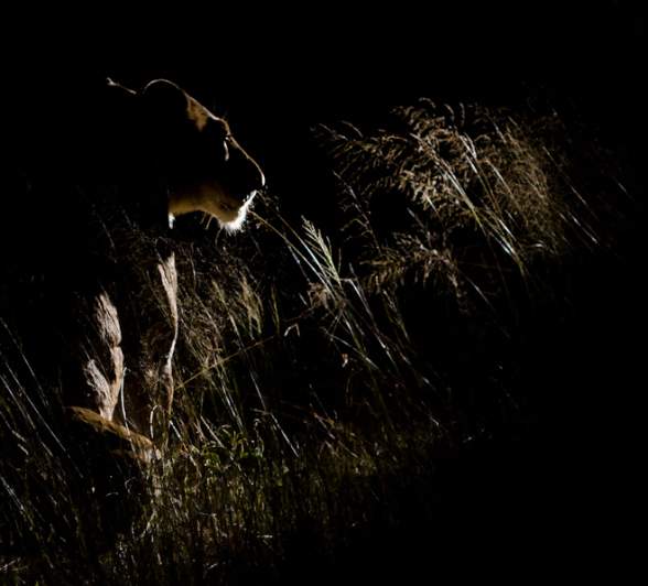 Lions At Night 2 Lions At Night 2