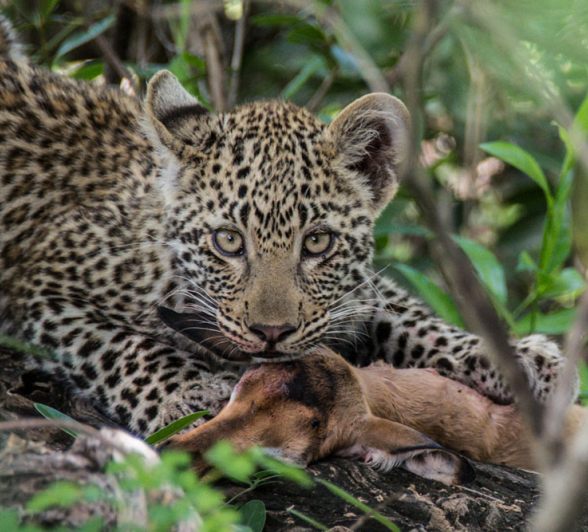 Nottins Cub 2 Charles Nottins Cub 2 Charles
