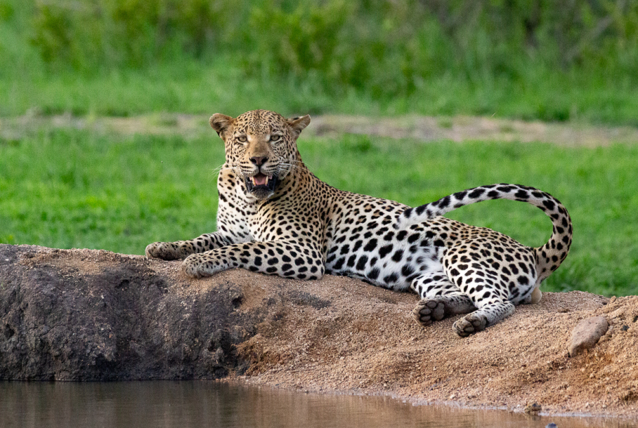 The captivating sight of a leopard, exhausted and peacefully resting on a large rock, mesmerizes Sabi Sabi guests during their private game drive. The captivating sight of a leopard, exhausted and peacefully resting on a large rock, mesmerizes Sabi Sabi guests during their private game drive.
