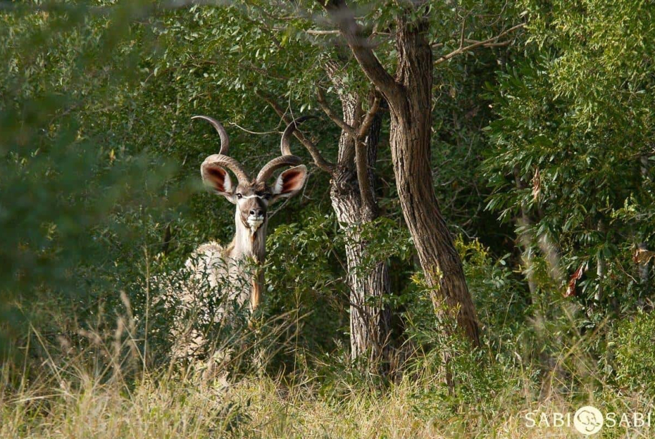 B07Amy Leigh Kudu 080621 Final B07Amy Leigh Kudu 080621 Final