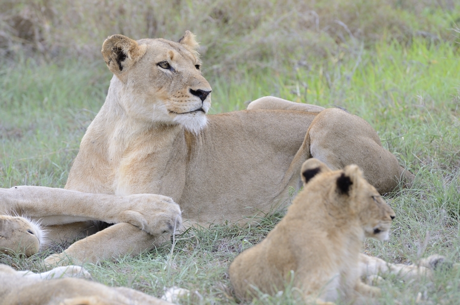 Lioness And Lost Cub Lioness And Lost Cub