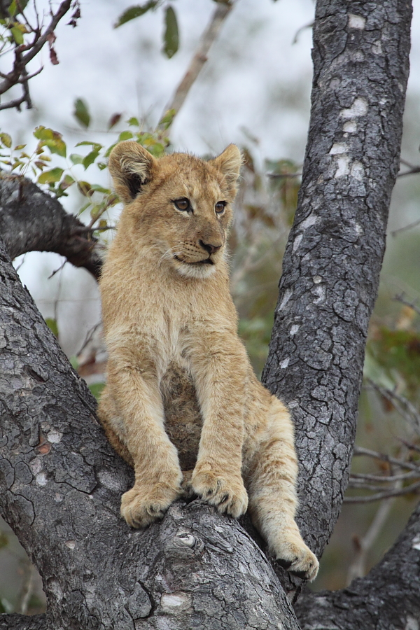 Lost Southern Pride Cub Lost Southern Pride Cub
