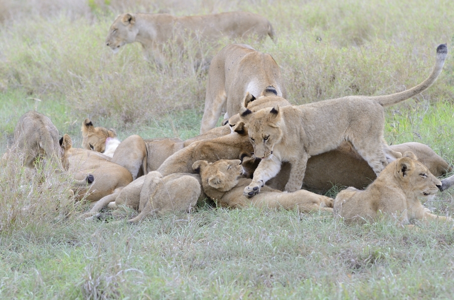 Southern Pride Bonding Southern Pride Bonding