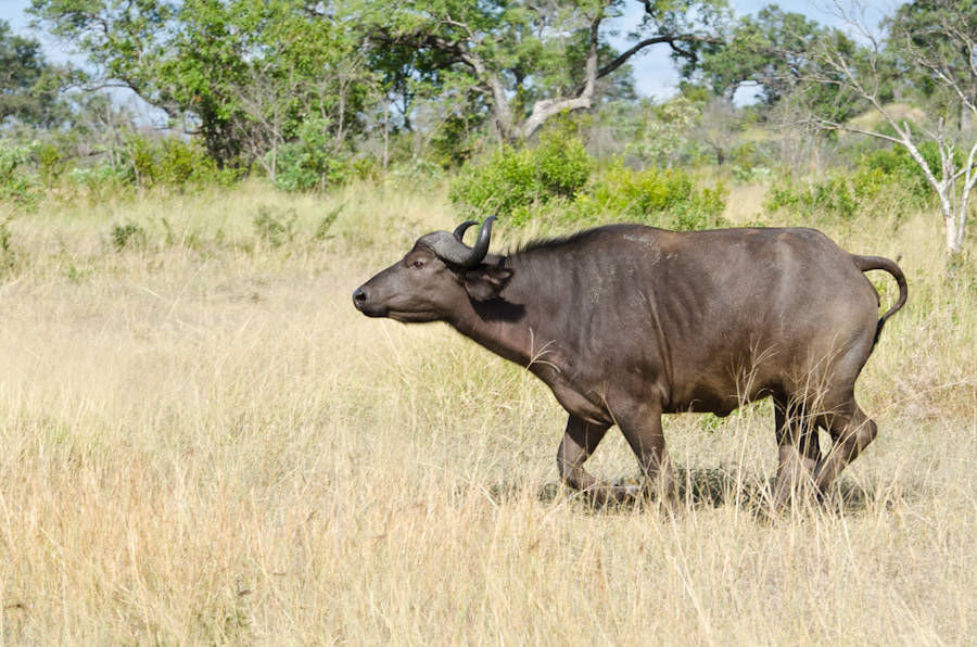 Buffalo Running Buffalo Running