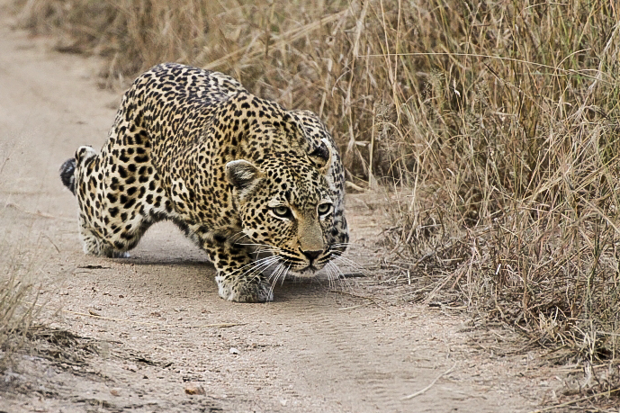 Warthog Wallow 3 Warthog Wallow 3