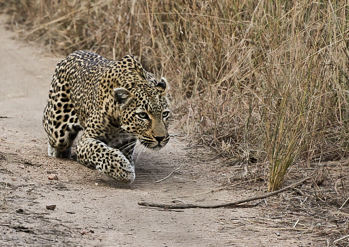 Warthog Wallow 4 Warthog Wallow 4