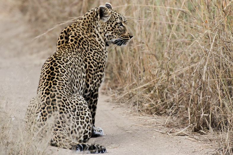 Warthog Wallow Warthog Wallow