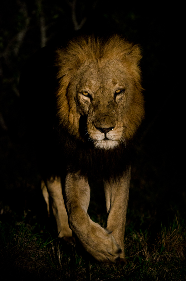 KNP Male KNP Male
