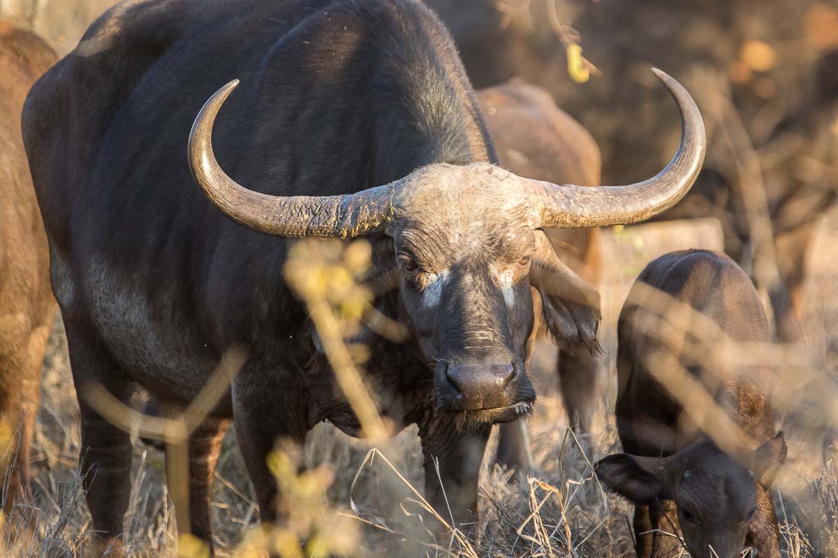 02Buffalo Pravir 1 02Buffalo Pravir 1