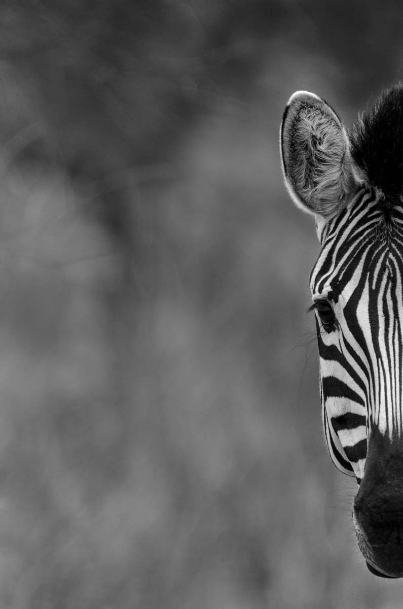 14Mike L Zebra Art 14Mike L Zebra Art