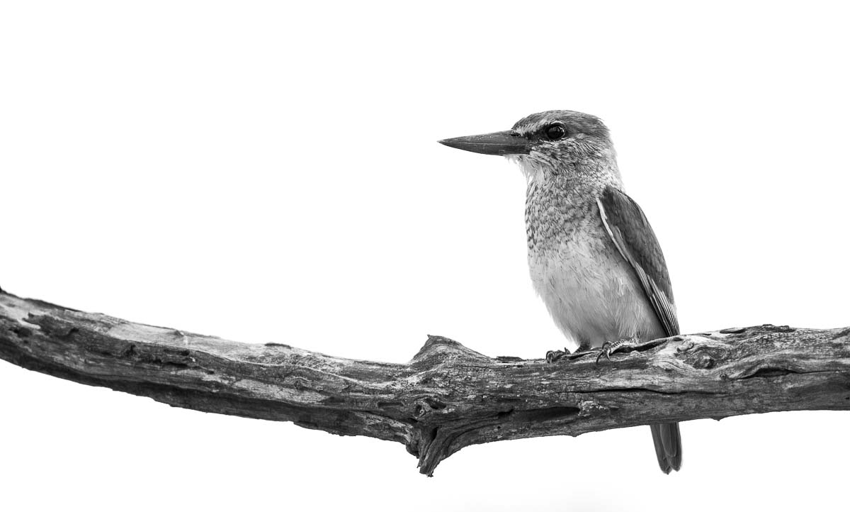 01Mike Palmer Brown Hooded Kingfisher 100216 01Mike Palmer Brown Hooded Kingfisher 100216