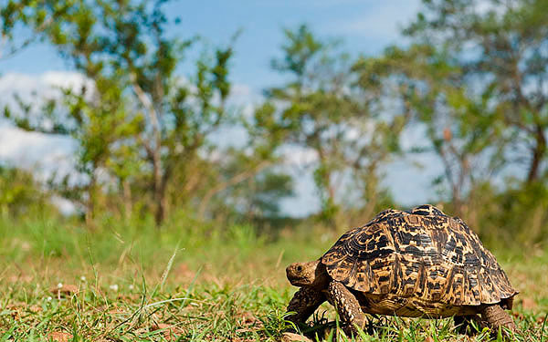 06March12 Leopard Tortoise Wim Vorster 06March12 Leopard Tortoise Wim Vorster