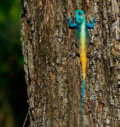 06March12 Tree Agama Wim Vorster 06March12 Tree Agama Wim Vorster