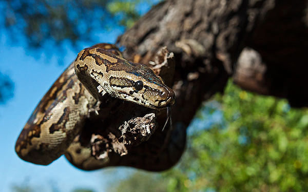 20March12 Southern African Python Wim Vorster 20March12 Southern African Python Wim Vorster