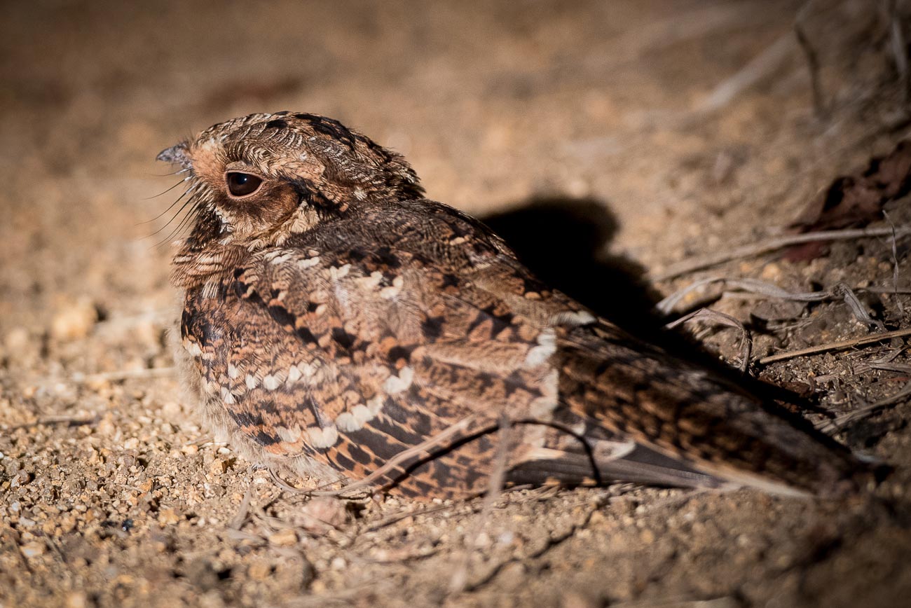 Mike Palmer Fiery Nightjar Mike Palmer Fiery Nightjar