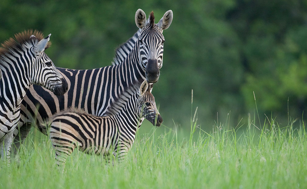 Zebra 8 Zebra 8