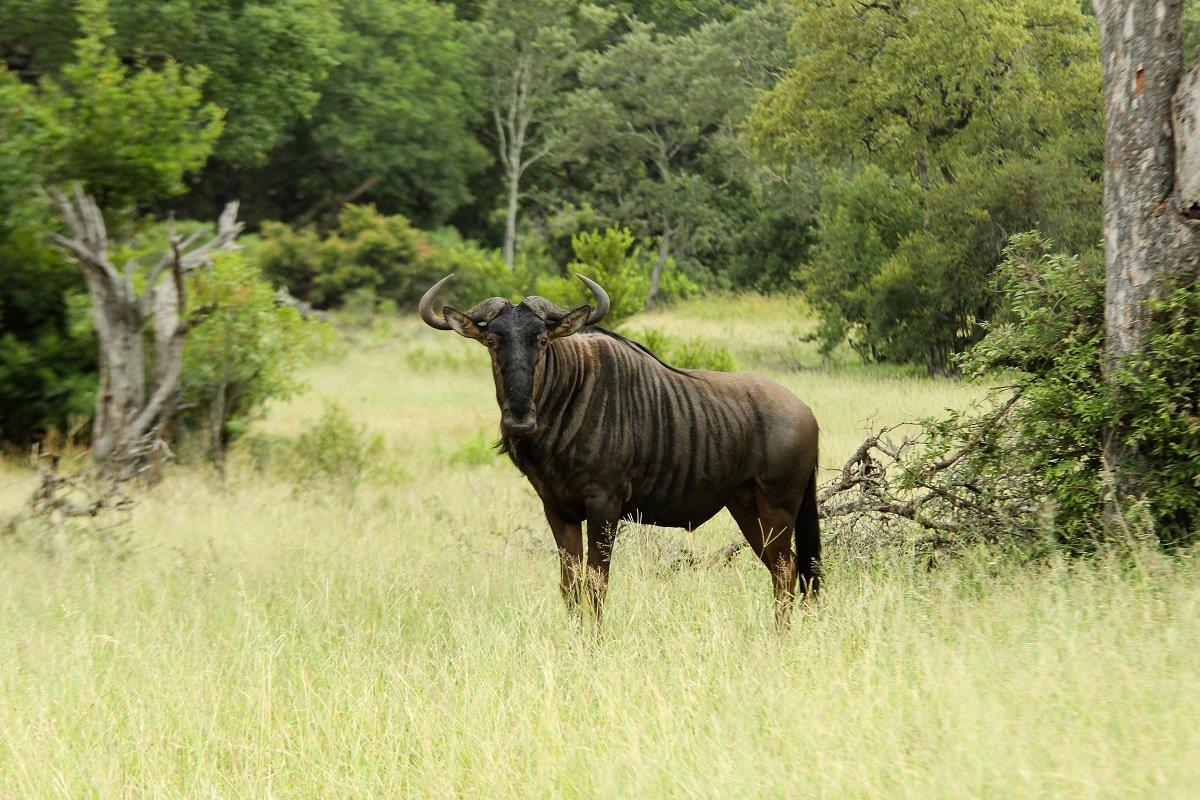 This dominant Blue wildebeest stands proud like the prince of the savannas. This dominant Blue wildebeest stands proud like the prince of the savannas.