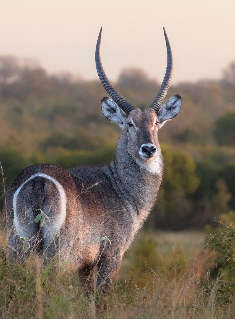A47Jason Street Waterbuck 21523 A47Jason Street Waterbuck 21523