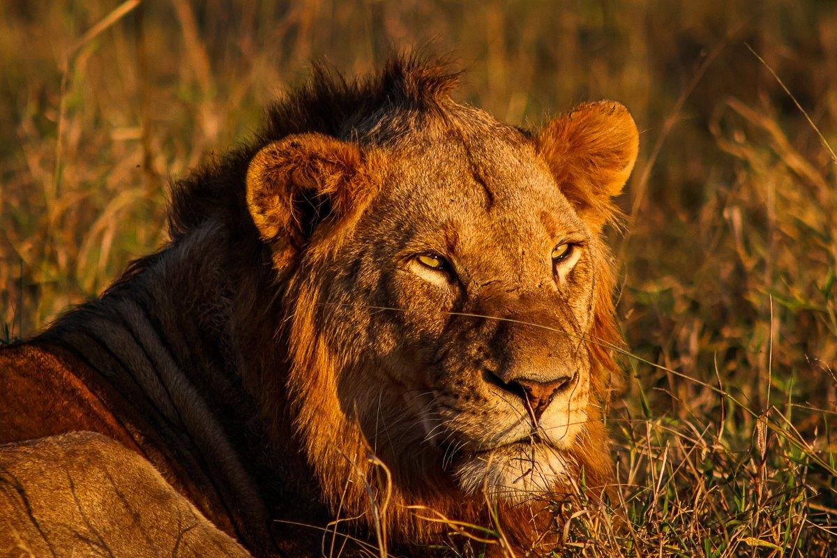 Being close to a waterhole, the Kumbula Breakaway Pride are in the perfect place to spend the warm winter's day in the hope of animals coming down to drink, providing them a good opportunity. Being close to a waterhole, the Kumbula Breakaway Pride are in the perfect place to spend the warm winter's day in the hope of animals coming down to drink, providing them a good opportunity.