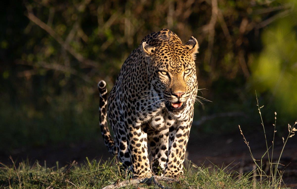 Khulwana glows golden in the afternoon sunlight. Khulwana glows golden in the afternoon sunlight.