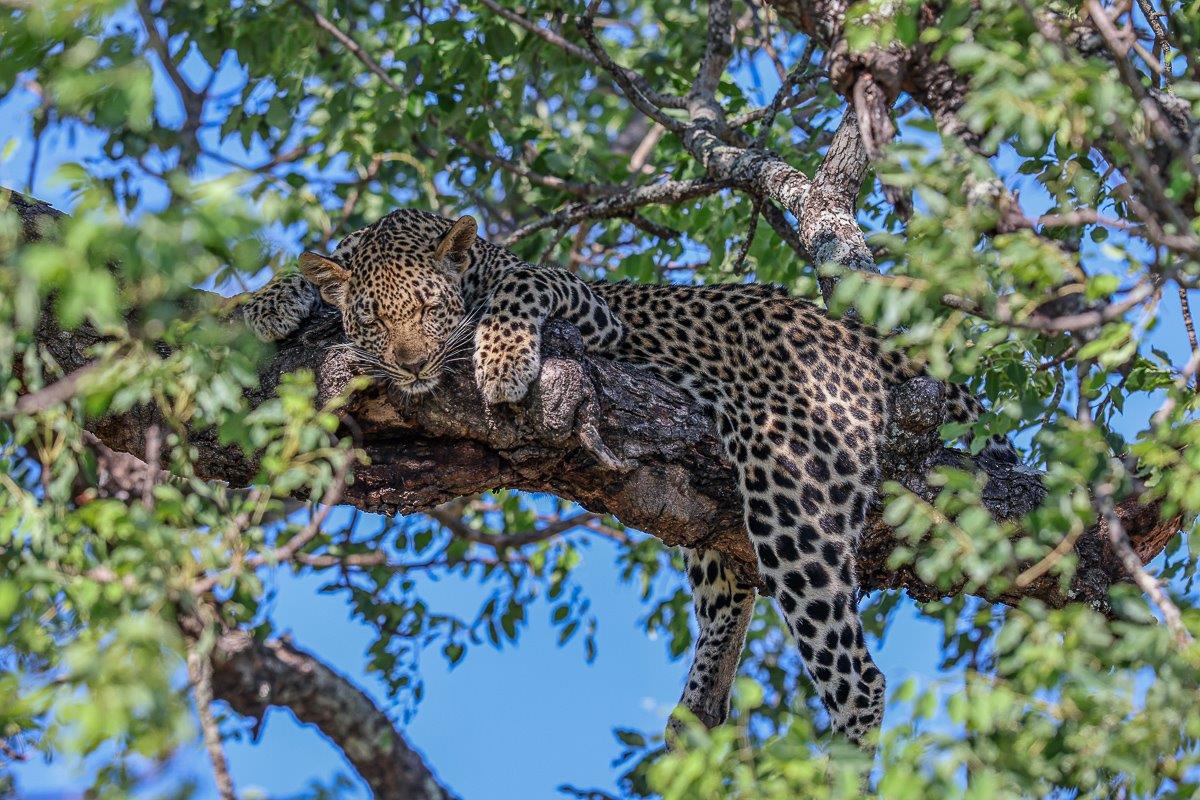 The Tengile leopard cub sleeps in a tree. The Tengile leopard cub sleeps in a tree.