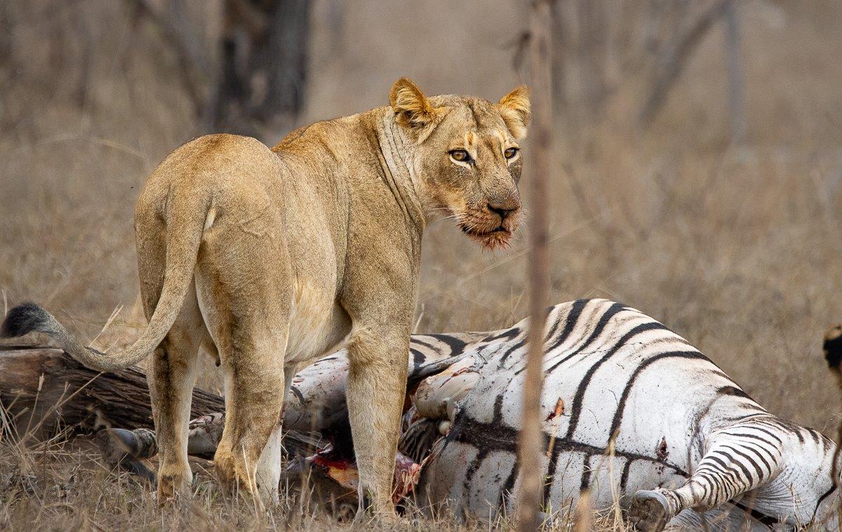 Southern Pride with a fresh zebra kill, marking territory in familiar range. Southern Pride with a fresh zebra kill, marking territory in familiar range.