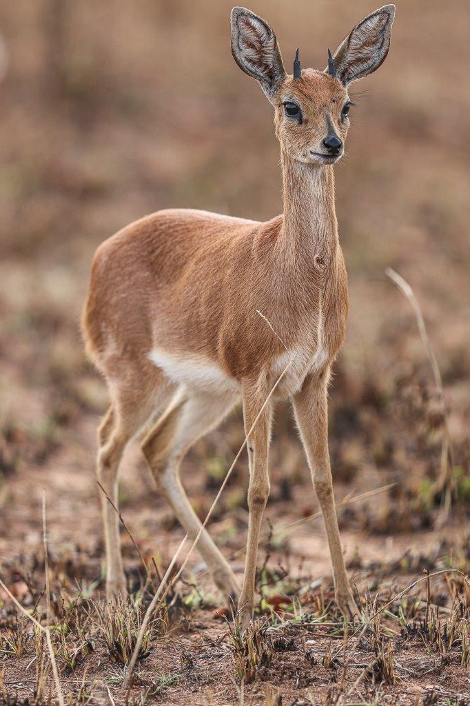 Young male Steenbok grazing in a recently burnt area with fresh regrowth. Young male Steenbok grazing in a recently burnt area with fresh regrowth.