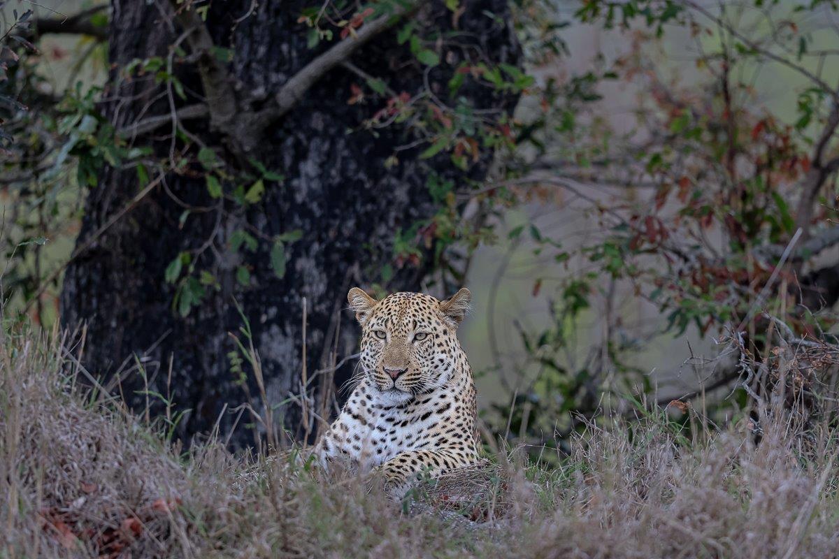 Young male leopard resting in tall grass, cautiously observing the vehicle from a distance. Young male leopard resting in tall grass, cautiously observing the vehicle from a distance.