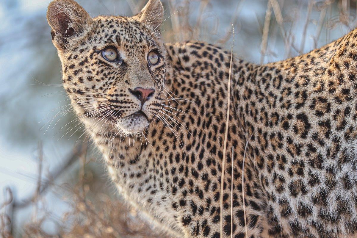 Sabi Sabi Ruan Mey Ntsumi Looking Up Sabi Sabi Ruan Mey Ntsumi Looking Up